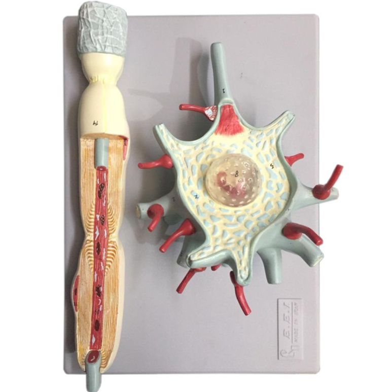 مدل سلول عصبی - این مدل بر اساس تصاویر میکروسکوپ الکترونی طراحی و ساخته شده‌‌است. مدل حدود 2500 بار بزرگتر از اندازه طبیعی است و ساختمان جسم سلولی، دندریت، اکسون،ریشه‌ها و شاخه‎‌های اعصاب نخاعی، گانگلیون‌ها و پوشش‌ها را به‌خوبی نمایش می‌دهد. مدل از دو قطعه تشکیل و روی تخته نصب شده و غیرقابل تفکیک است. این مدل مناسب ...