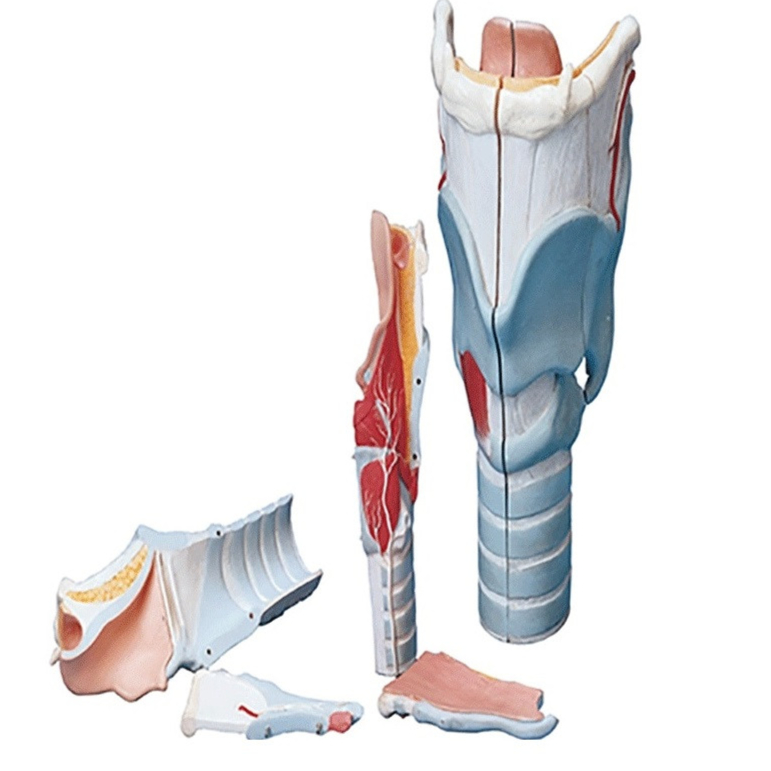 مدل حنجره 2برابر اندازه طبیعی - این مدل دوبرابر اندازه طبیعی است به 4 قطعه تفکیک می شود و به ابعاد 20×19×19 روی پایه نصب شده است. این مدل مناسب دوره تحصیلی سال اول و دوم متوسطه و مراکز آموزشی و درمانی می باشد. عضلات حنجره به دو دسته خارجی و داخلی تقسیم می شوند عضلات خارجی بین حنجره و عناصر دیگر قرار میگیرد و عضلات داخلی شامل انگشت ...