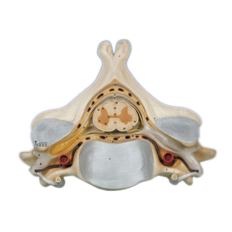مدل پنجمین مهره گردن - این مدل تقریبا 7 برابر اندازه طبیعی است و ساختمان یک مهره گردن را در نمای فوقانی به‌همراه عناصر مهره‌ای، مقطع عرضی نخاع، ریشه‌ها و شاخه‌های اعصاب نخاعی، گانگلیون نخاعی و عروق نمایش می‌دهد. مدل در یک قطعه و روی تخته نصب شده‌است.این مدل هم مناسب مراکز آموزشی و هم مراکز پزشکی می باشد. مدل‌های آناتومی ت ...